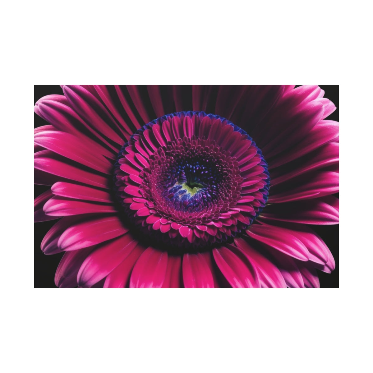 Vivid Fuchsia Bloom
