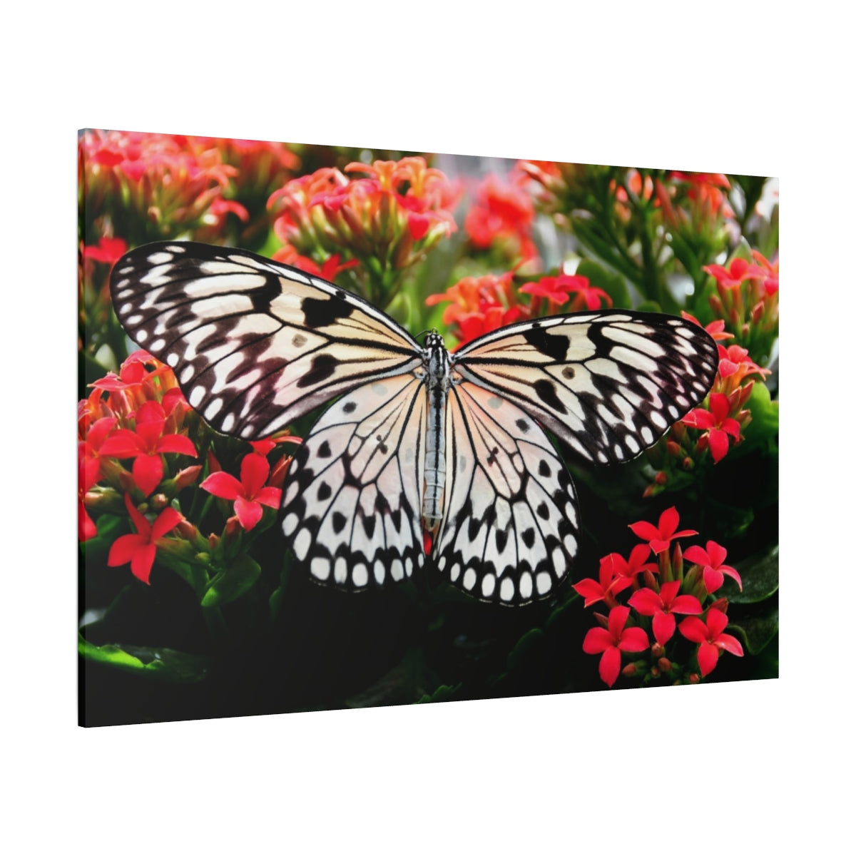 Butterfly Elegance on Scarlet Blooms