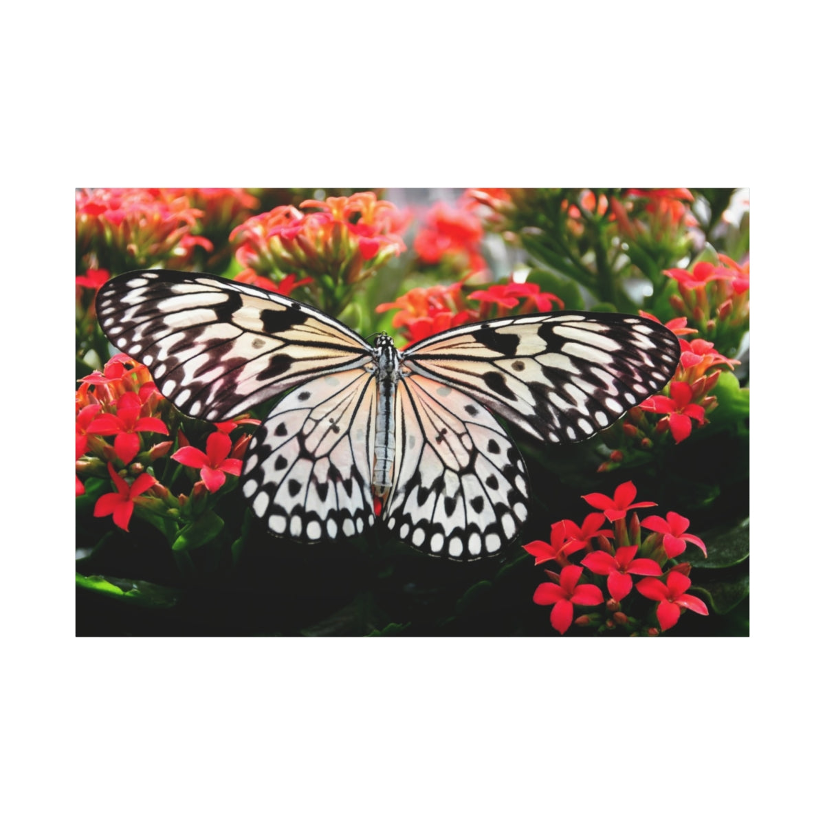 Butterfly Elegance on Scarlet Blooms