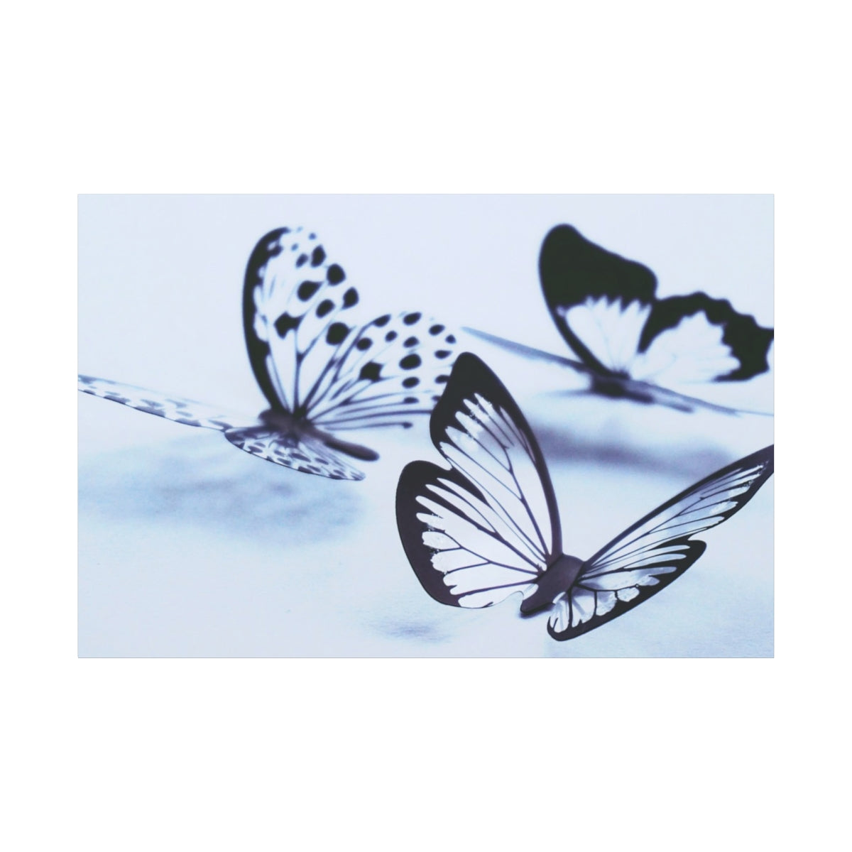 Monochrome Butterfly Dance