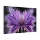 Radiant Blossom Exploding