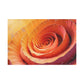 Petals in a Spiral Dance