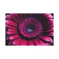Vivid Fuchsia Bloom