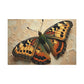 Vibrancy of the Painted Butterfly
