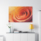 Petals in a Spiral Dance
