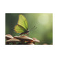 Butterfly Reverie on Forest Mushrooms