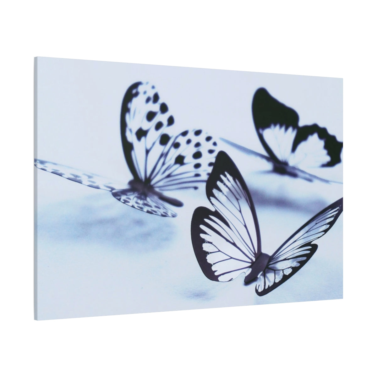 Monochrome Butterfly Dance