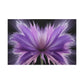 Radiant Blossom Exploding
