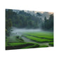 Whispers of the Rice Fields