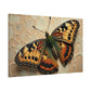 Vibrancy of the Painted Butterfly