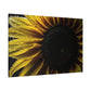 Luminous Sunflower Glory