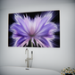 Radiant Blossom Exploding
