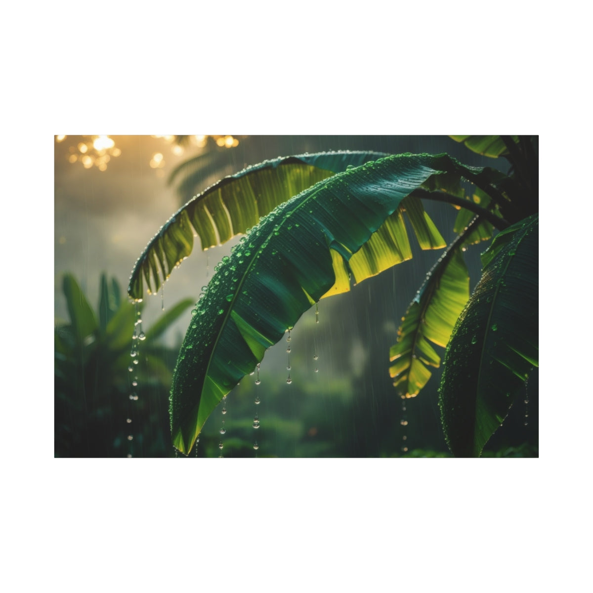 Raindrops on Banana Leaves at Dawn