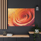 Petals in a Spiral Dance