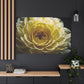 Radiant Bloom